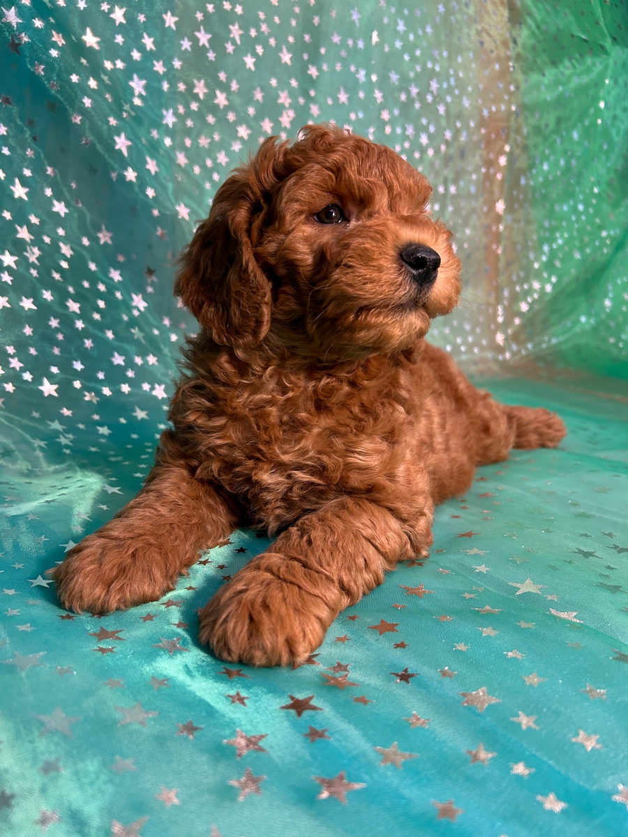 Dark Red F1b Male Schnoodle Puppy for Sale DOB 3-24-2024 $600